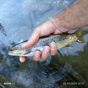 Brown Trout