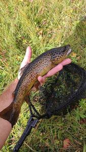 Brown Trout