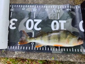 European Perch