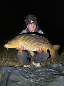 Common Carp