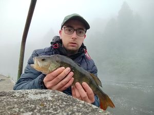 European Perch