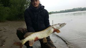 Northern Pike