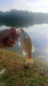 Smallmouth Bass