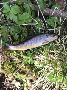 Brown Trout