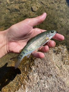 Rainbow Trout