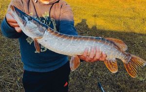 Northern Pike