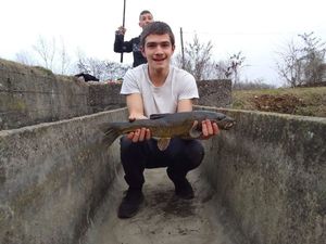 Barbel