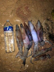 European Squid