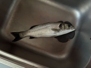 European Bass (Seabass)