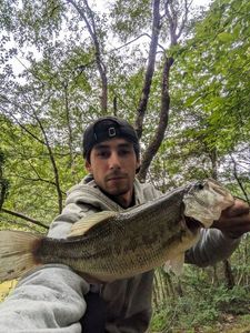 Largemouth Bass