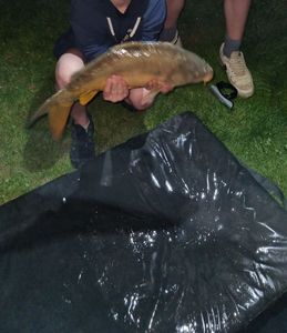 Mirror Carp