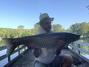 Silver Carp