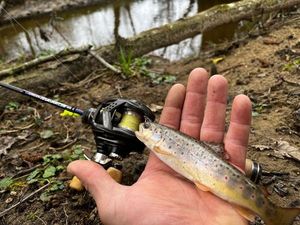 Brown Trout