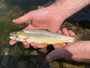 Brown Trout