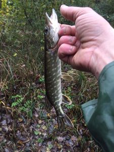 Northern Pike