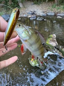 European Perch