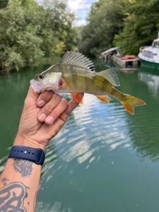 European Perch