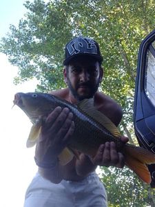 Common Carp