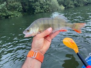 European Perch