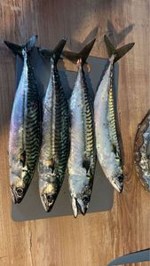 Mackerel