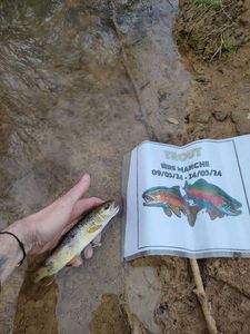Brown Trout