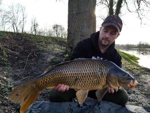 Common Carp