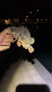 Brown Scorpionfish
