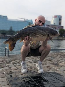 Common Carp
