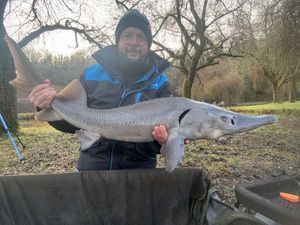Sturgeon