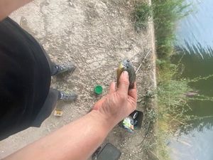 Green Sunfish