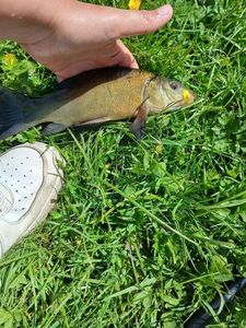 Tench