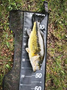 Largemouth Bass
