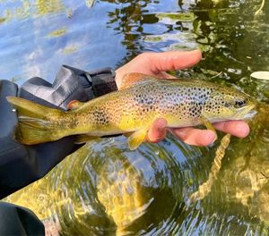Brown Trout