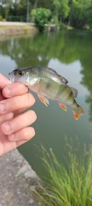 European Perch