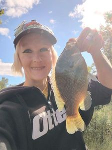 Green Sunfish