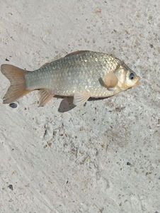 Crucian Carp