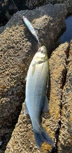 European Bass (Seabass)