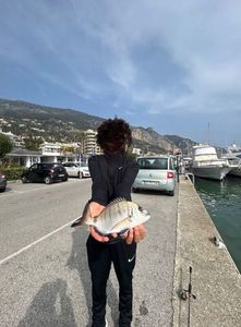 White Seabream