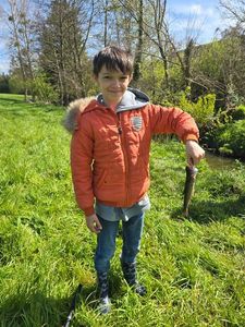 Rainbow Trout