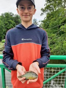 Green Sunfish