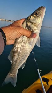 European Bass (Seabass)