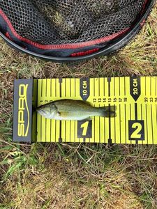 Largemouth Bass