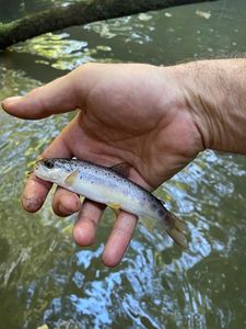 Brown Trout