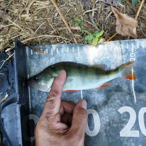 European Perch