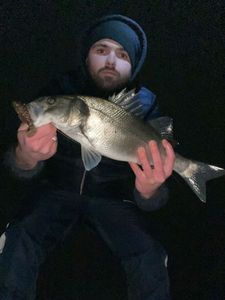 European Bass (Seabass)