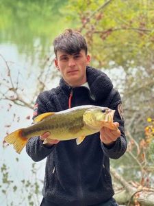 Largemouth Bass