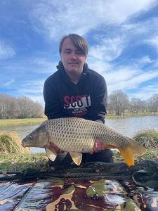 Common Carp