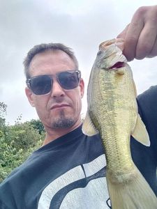 Largemouth Bass