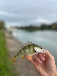 European Perch