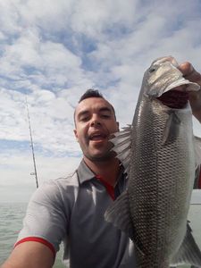 European Bass (Seabass)